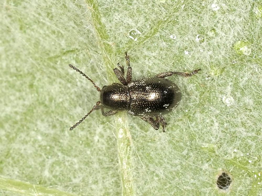 Pachnephorus villosus, Chrysomelidae